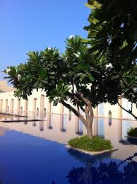 How to protect your magnolia trees from tree scale. The Trident Gurgaon India The Frustrated Gardener