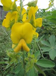 Image result for Crotalaria vasculosa
