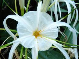 白花曼珠沙華 Hymenocallis 岬ユリ球根の毒 のクローズ アップと その葉 の写真素材 画像素材 Image 71154928