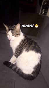Ayselbayramli Adli Kullanicinin Ders Panosundaki Pin 2020 Kedi Hayvanlar Cift Resimleri