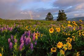 Field of wildflowers near me. 11 Scenic Locations For Wildflowers Near Portland Outdoor Project