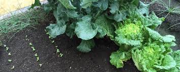 Plan Your Season In The Garden And Crop Rotation Abc Of Agri