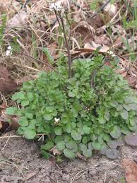 A ground cover can look lush in all sorts of weather, and often requires far less watering than a standard lawn. A Guide To Names Of Weeds With Pictures Dengarden