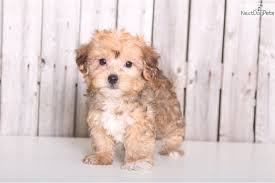 How much does a yorkie poo cost? Yorkiepoo Yorkie Poo Puppy For Sale Near Columbus Ohio 5fb27f80 8ae1 Yorkie Poo Yorkie Poo For Sale Yorkie Poo Puppies For Sale