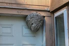 How to Identify a Hornet Nest Around Your Home