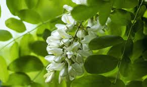 Sono erbe bulbose con fiori a grappolo o in corimbo, bianchi o gialli; Fiori Edibili La Robinia Www Stile It
