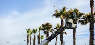 We did not find results for: Palm Tree Skinning Trimming Removal Rancho Tree Care
