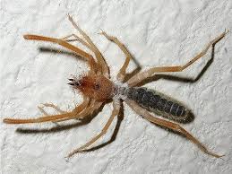 Identify what a camel spider looks like. Camel Spider Bite Facts And Information