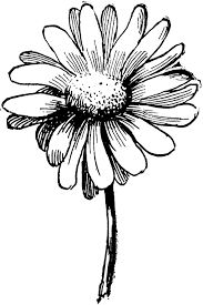 Black And White Daisy Flower White Daisy Clipart Images Clipartcow Black And White Flower Tattoo Flower Tattoos Paisley Flower Tattoos