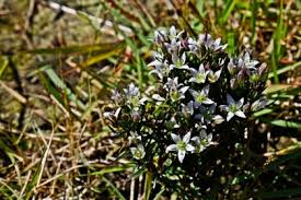 Image result for Swertia welwitschii