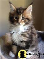 Enter your email address to receive alerts when we have new listings available for maine coon kittens for sale uk. Maine Coon Kittens For Sale 450 Nj Petfinder
