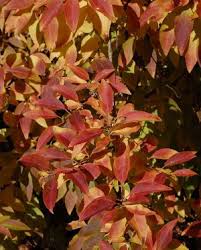 Five Plants That Deserve More Credit For Great Fall Color Fall Colors Fall Foliage Color
