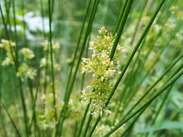 Image result for Juncus