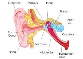 The ear ossicles increase the intensity of the sound vibrations and transmit them to the oval window. Labeled Diagram Of The Ear Ear Anatomy Ear Diagram Inner Ear Diagram