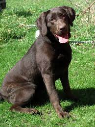 English chocolate lab puppies for sale in wisconsin. Labrador Retriever Puppies For Sale Chocolate Labs For Sale Yellow Labrador Puppies Black Labrador Puppies Labrador Retriever Breeder Fox Red Labrador Puppies For Sale
