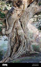 Image result for Ficus sycomorus