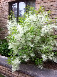 Image result for Chionanthus foveolatus