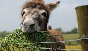 Time and money cost to create app. What Do Donkeys Eat Helpful Horse Hints