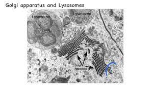 Contains chromatin and the nucleolus. 1 2 Skill Interpretation Of Electron Micrographs Youtube