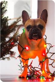 Holiday Dog Music Qtrax Free Legal Download Lyrics Collection Collectionqtrax Xmas Christmas Dog Merry Christmas Dog Christmas Dog Dog Holiday