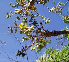 Image result for Lannea discolor