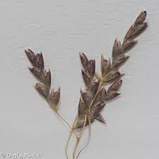 Image result for Eragrostis pilosa