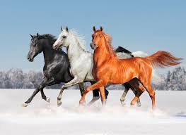 Wild Animal Horses Horse Wallpaper Pretty Horses