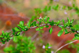 Image result for Ehretia rigida