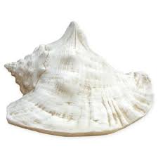 How to open a conch shell. Queen Conch Shell In Museum White Bed Bath Beyond