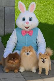 Happy Easter love from Khloe 🐣🐾❤️