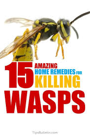 Exterminators near me,exterminators in my area,exterminator for mice,exterminator for bed bugs,exterminator prices,exterminator for fleas,exterminator supplies,pest control for bed. How To Keep Yellow Jackets Away From Your Home 15 Home Remedies Home Remedies Cleaning Hacks Deep Cleaning Tips