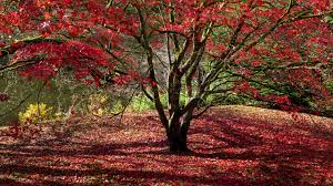 The red sunset colors up earlier than most, and that incredible color lasts and lasts, giving you a wonderful backdrop for football watch parties. All About Red Maple Trees And Where To Plant Them