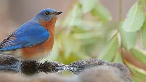 Blue Birds Native To Colorado Missouri State Bird Native Eastern Bluebird State Birds Bird Blue Bird