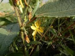 Image result for Triumfetta pilosa