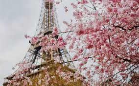 さくら or サクラ).they generally refer to ornamental cherry trees, not to confuse with cherry trees that produce fruit for eating. 5 Unexpected Cities Around The World To See Cherry Blossoms Silverkris