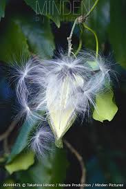 Image result for Marsdenia