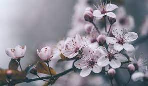 10 Interesting Facts About Cherry Blossoms You Didn T Know In 2020 Cherry Blossom Tree Blossom Trees Flowering Cherry Tree