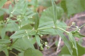 Image result for Oldenlandia herbacea