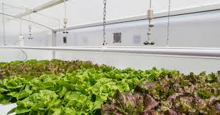 Minerals and nutrients are added to the water at optimum levels so the. Are Hydroponic Vegetables As Nutritious As Those Grown In Soil The New York Times