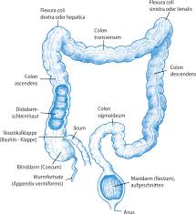 Two distinct animal models for polymicrobial sepsis. Https Link Springer Com Content Pdf 10 1007 2f978 3 662 56256 7 38 Pdf
