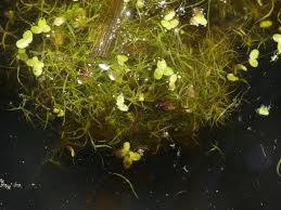 Image result for Wolffiella repanda