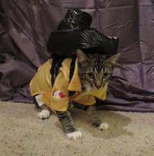 dubs the cat in ghostbusters costume cats cat photo ghostbusters costume