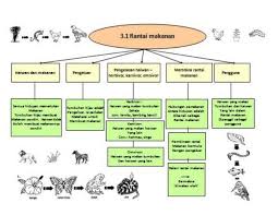Basic need of living things (keperluan asas benda hidup) (belum lengkap). 17 Nota Sains Tahun 3 Yang Terhebat Untuk Para Murid Dapatkan Pendidikan Abad Ke 21