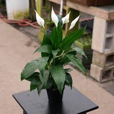 Image result for Spathiphyllum