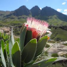 Image result for Scolopia mundii