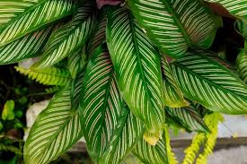 Yellow grass may be caused by a variety of factors. 11 Causes And Solutions For Calathea Leaves Turning Yellow Find Out Why Calathea Leaves Turn Yellow How To Fix Each Proble Garden Guide Smart Garden Calathea