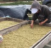 How to Improve Your Coffee Quality in Harvesting & Sorting ...