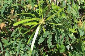 Image result for Aeschynomene glauca