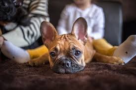 We have a selection of both males and females, with standard colors. French Bulldog Facts History Personality And Care Aspca Pet Health Insurance