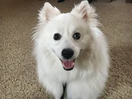 Helping A American Eskimo Stop Fearing New People Dog Gone Problems